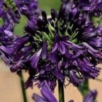 Agapanthus Black Jack® AGAPANTO