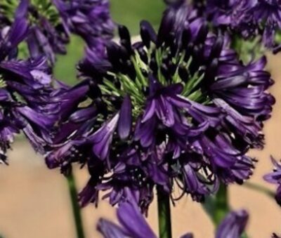 Agapanthus Black Jack® AGAPANTO