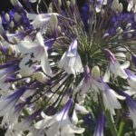 Agapanthus Fireworks®