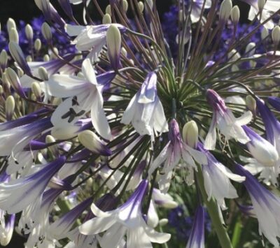 Agapanthus Fireworks®
