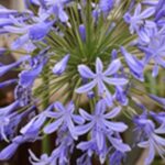 Agapanthus praecox 'BlueStorm'®