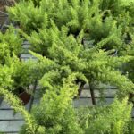 Asparagus meyeri ASPARAGINA