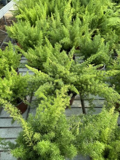 Asparagus meyeri ASPARAGINA