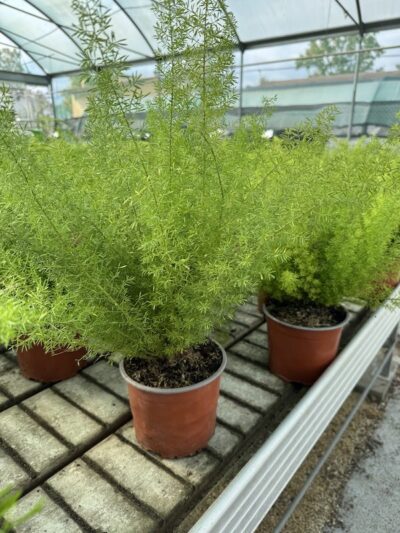 Asparagus meyeri ASPARAGINA v17