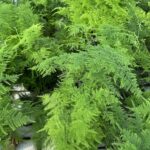 Asparagus plumosus ASPARAGINA