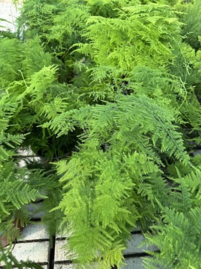 Asparagus plumosus ASPARAGINA