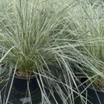 Calamagrostis × acutiflora 'Overdam'