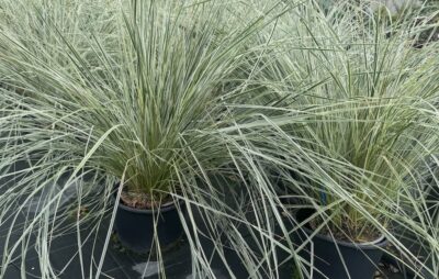 Calamagrostis × acutiflora 'Overdam'
