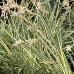 Chlorophytum saundersiae ‘Starlight’