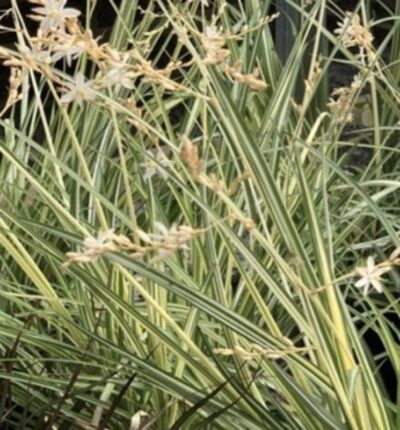 Chlorophytum saundersiae ‘Starlight’