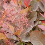 Cotinus 'Grace'