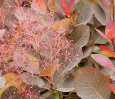Cotinus 'Grace'