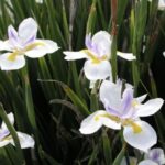 Dietes grandiflora