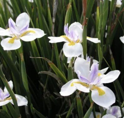 Dietes grandiflora