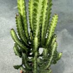 Euphorbia lactea ‘Compacta’