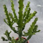 Euphorbia mayurnathanii
