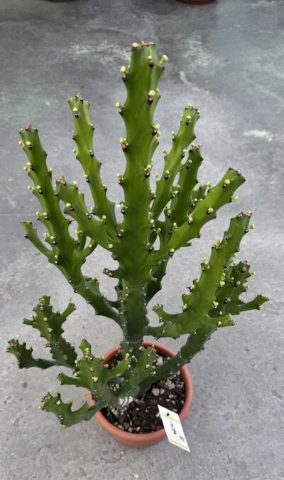 Euphorbia mayurnathanii