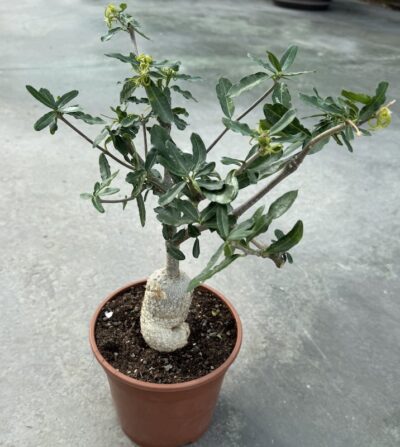 Fockea edulis