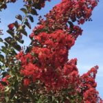 Lagerstroemia indica 'Dynamite'