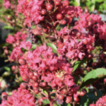 Lagerstroemia indica 'Red Imperator'