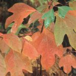 Sassafras albidum