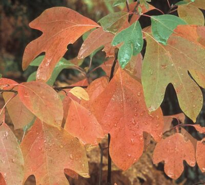 Sassafras albidum