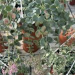 Sedum sieboldii ERBA TERESINA