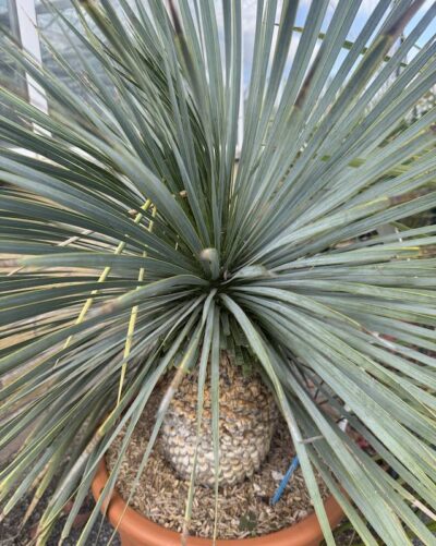 Yucca rostrata