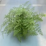 Asplenium parvati