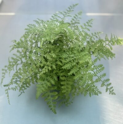 Asplenium parvati