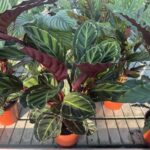 Calathea