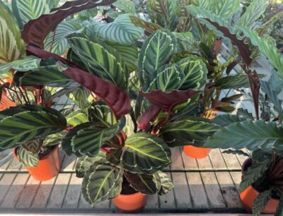 Calathea