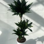 Dracaena fragrans 'Black Jack'