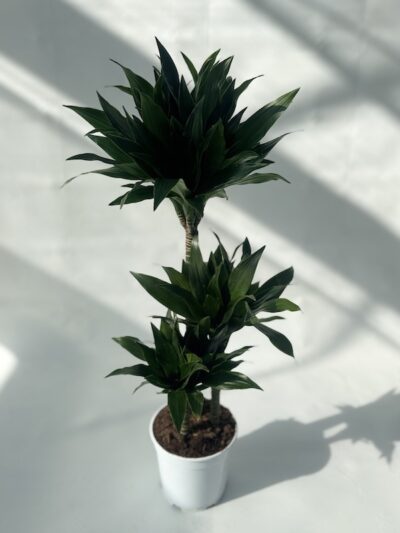 Dracaena fragrans 'Black Jack'