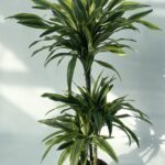 Dracaena fragrans ‘Lemon Lime’