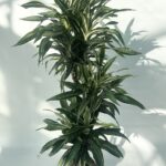 Dracaena fragrans ‘Ulises’