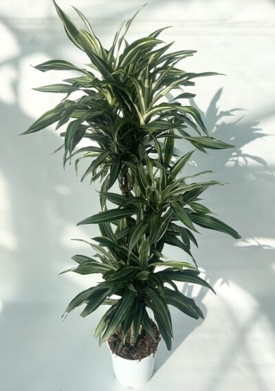 Dracaena fragrans ‘Ulises’