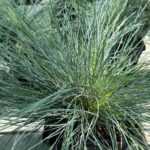 Festuca glauca