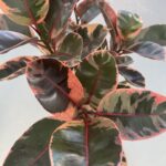 Ficus elastica 'Belize' Foglie