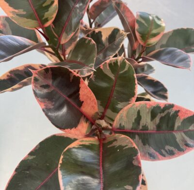 Ficus elastica 'Belize' Foglie
