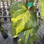 Hedera colchica ‘Sulphur Heart’