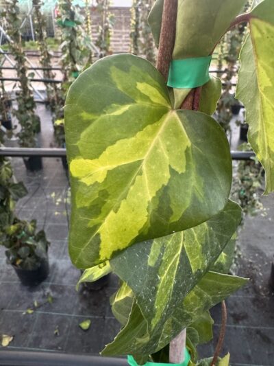 Hedera colchica ‘Sulphur Heart’