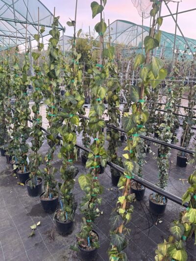 Hedera colchica ‘Sulphur Heart’ piante