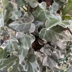 Hedera helix ‘White Ripple’