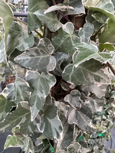 Hedera helix ‘White Ripple’