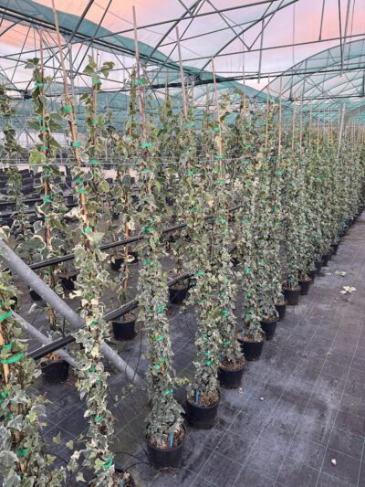 Hedera helix ‘White Ripple’ piante