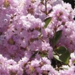 Lagerstroemia ‘Yuma’