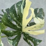 Monstera deliciosa ‘Thai Constellation’