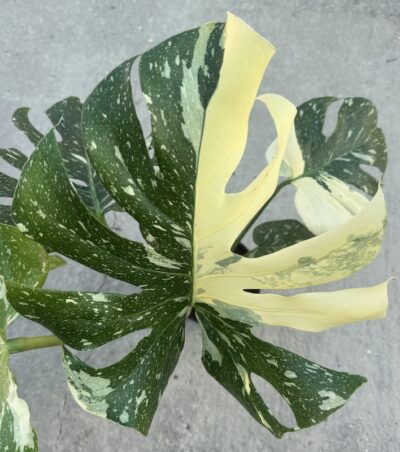 Monstera deliciosa ‘Thai Constellation’