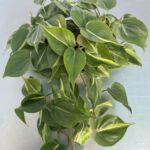 Philodendron scandens 'Brasil'